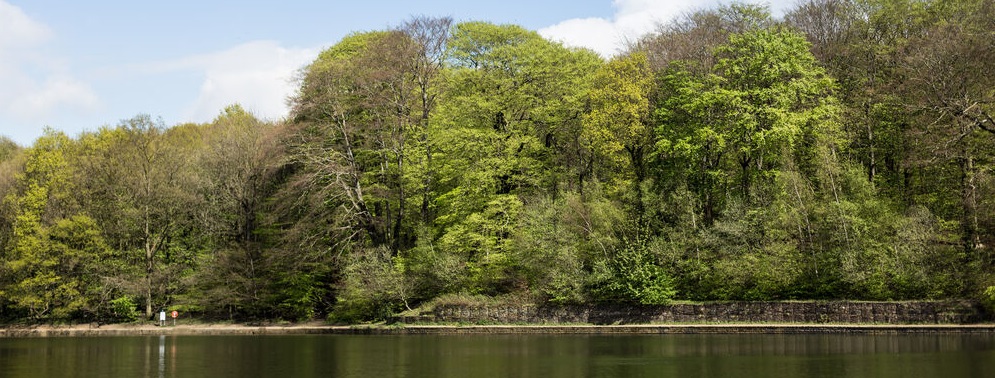 An image showing the lake and trees in Roudhay Park